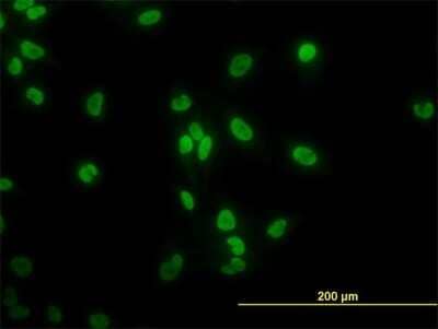 Immunocytochemistry/Immunofluorescence: TAF11 Antibody (3G6) [H00006882-M06] - Analysis of monoclonal antibody to TAF11 on HeLa cell. Antibody concentration 10 ug/ml