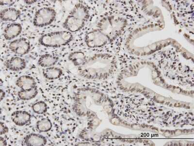 Immunohistochemistry-Paraffin: TAF11 Antibody (3G6) [H00006882-M06] - Analysis of monoclonal antibody to TAF11 on formalin-fixed paraffin-embedded human small Intestine. Antibody concentration 1.2 ug/ml