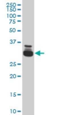 Western Blot: TAF11 Antibody (3H5) [H00006882-M03] - Analysis of TAF11 expression in Hela S3 NE (Cat # L013V3).