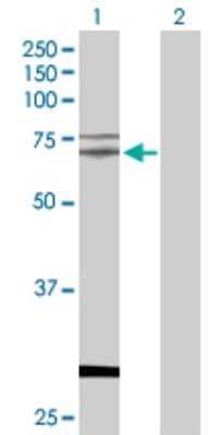Western Blot: TAF15 Antibody [H00008148-D01P] - Analysis of TAF15 expression in transfected 293T cell line by TAF15 polyclonal antibody.Lane 1: TAF15 transfected lysate(61.80 KDa).Lane 2: Non-transfected lysate.