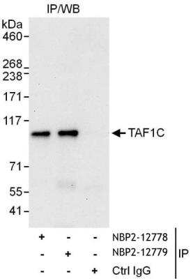 Immunoprecipitation: TAF1C Antibody [NBP2-12778] - Samples:  Whole cell lysate (1 mg for IP, 20% of IP loaded) from HeLa cells.  Antibodies: Affinity purified rabbit anti-TAF1C antibody NBP2-12778 used for IP at 6 ug/mg lysate.  TAF1C was also immunoprecipitated by rabbit anti-TAF1C antibody NBP2-12779, which recognizes a downstream epitope.  For blotting immunoprecipitated TAF1C, NBP2-12779 was used at 1 ug/ml.  Detection: Chemiluminescence with an exposure time of 30 seconds.