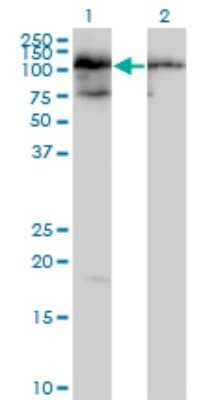 Western Blot: TAF1C Antibody [H00009013-B01P] - Analysis of TAF1C expression in transfected 293T cell line by TAF1C polyclonal antibody.  Lane 1: TAF1C transfected lysate(85.25 KDa). Lane 2: Non-transfected lysate.