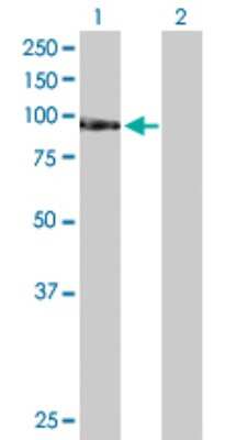 Western Blot: TAF1C Antibody [H00009013-D01P] - Analysis of TAF1C expression in transfected 293T cell line by TAF1C polyclonal antibody.Lane 1: TAF1C transfected lysate(85.10 KDa).Lane 2: Non-transfected lysate.