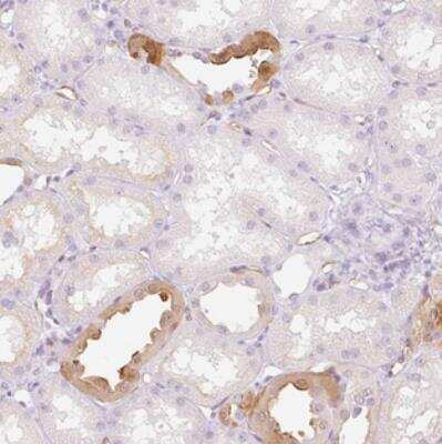 Immunohistochemistry-Paraffin TAF1L Antibody - BSA Free