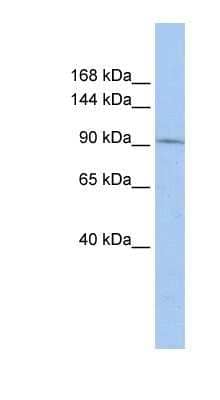Western Blot: TAF3 Antibody [NBP1-91417] - HepG2 cell lysate, concentration 0.2-1 ug/ml.