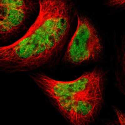 Immunocytochemistry/Immunofluorescence: TAF5 Antibody [NBP1-86971] - Staining of human cell line A-431 shows localization to nucleoplasm.