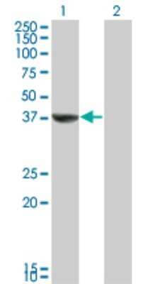 Western Blot: TAF5L Antibody (1C5) [H00027097-M01] - Analysis of TAF5L expression in transfected 293T cell line by TAF5L monoclonal antibody (M01), clone 1C5.Lane 1: TAF5L transfected lysate(36.99 KDa).Lane 2: Non-transfected lysate.