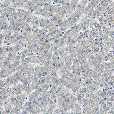 Immunohistochemistry: TAF6 Antibody [NBP1-82774] - Staining of human liver shows no positivity in hepatocytes as expected.