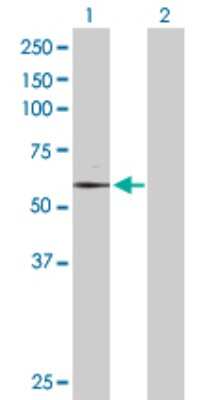 Western Blot: TAF6 Antibody [H00006878-D01P] - Analysis of TAF6 expression in transfected 293T cell line by TAF6 polyclonal antibody.Lane 1: TAF6 transfected lysate(72.70 KDa).Lane 2: Non-transfected lysate.