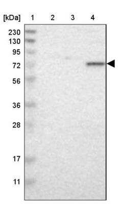 Western Blot: TAF6 Antibody [NBP1-82774] - Lane 1: Marker  [kDa] 230, 130, 95, 72, 56, 36, 28, 17, 11.  Lane 2: Human cell line RT-4.  Lane 3: Human cell line U-251MG sp.  Lane 4: Human plasma (IgG/HSA depleted)