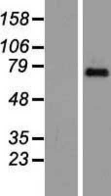 Western Blot: TAF6 Overexpression Lysate (Adult Normal) [NBP2-07723] Left-Empty vector transfected control cell lysate (HEK293 cell lysate); Right -Over-expression Lysate for TAF6.