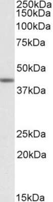 Western Blot: TAF7L Antibody [NBP1-45232] (1ug/ml) staining of Human Testis lysate (35ug protein in RIPA buffer). Primary incubation was 1 hour. Detected by chemiluminescence.