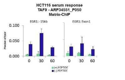 Chromatin Immunoprecipitation: TAF9 Antibody [NBP2-84289] - Quiescent human colon carcinoma HCT116 cultures were treated with 10% FBS for three time points (0, 15, 30min) or (0, 30, 60min) were used in Matrix-ChIP and real-time PCR assays at EGR1 gene (Exon1) and 15kb upstream site.