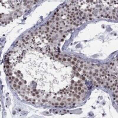 Immunohistochemistry-Paraffin: TAF9 Antibody [NBP3-17443] - Staining of human testis shows moderate nuclear positivity in cells in seminiferous ducts and Leydig cells.