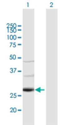 Western Blot: TAF9b Antibody [H00051616-B01P] - Analysis of TAF9B expression in transfected 293T cell line by TAF9B polyclonal antibody.  Lane 1: TAF9B transfected lysate(27.61 KDa). Lane 2: Non-transfected lysate.