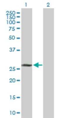 Western Blot: TAF9b Antibody [H00051616-D01P] - Analysis of TAF9B expression in transfected 293T cell line by TAF9B polyclonal antibody.Lane 1: TAF9B transfected lysate(27.60 KDa).Lane 2: Non-transfected lysate.