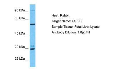 Western Blot TAF9b Antibody - BSA Free