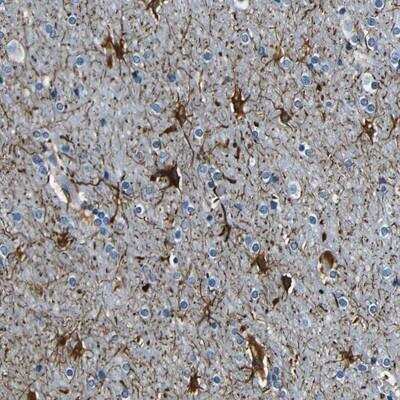 Immunohistochemistry-Paraffin: TAFA1/FAM19A1 Antibody [NBP1-80702] - Staining of human cerebral cortex shows strong cytoplasmic positivity in glial cells.