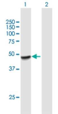 Western Blot: TAPP1/PLEKHA1 Antibody [H00059338-B01P] - Analysis of PLEKHA1 expression in transfected 293T cell line by PLEKHA1 polyclonal antibody.  Lane 1: PLEKHA1 transfected lysate(44.44 KDa). Lane 2: Non-transfected lysate.