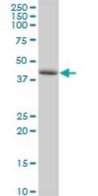 Western Blot TAPP1/PLEKHA1 Antibody