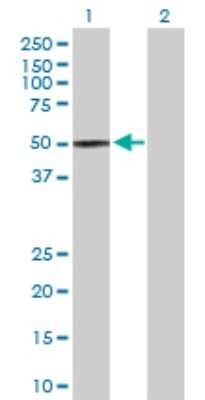 Western Blot: TAPP1/PLEKHA1 Antibody [H00059338-D01P] - Analysis of PLEKHA1 expression in transfected 293T cell line by PLEKHA1 polyclonal antibody.Lane 1: PLEKHA1 transfected lysate(45.60 KDa).Lane 2: Non-transfected lysate.