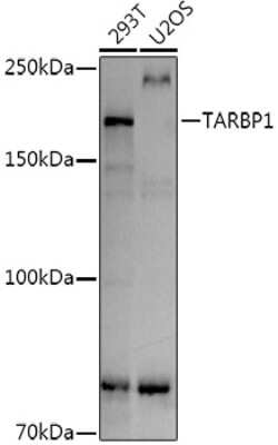 Western Blot: TARBP1 Antibody [NBP3-16035] - Western blot analysis of extracts of various cell lines, using TARBP1 antibody (NBP3-16035) at 1:1000 dilution. Secondary antibody: HRP Goat Anti-Rabbit IgG (H+L) at 1:10000 dilution. Lysates/proteins: 25ug per lane. Blocking buffer: 3% nonfat dry milk in TBST. Detection: ECL Basic Kit. Exposure time: 10s.