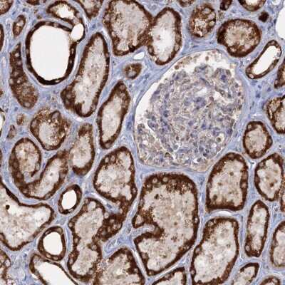 Immunohistochemistry-Paraffin: TAS1R1 Antibody [NBP2-48624] - Staining of human kidney shows strong granular cytoplasmic positivity in cells in tubules.