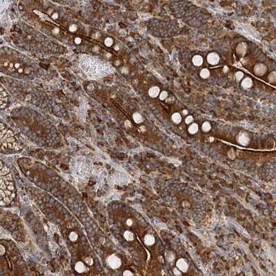 Immunohistochemistry-Paraffin: TAS1R1 Antibody [NBP1-83338] - Staining of human duodenum shows strong cytoplasmic and membranous positivity in glandular cells.