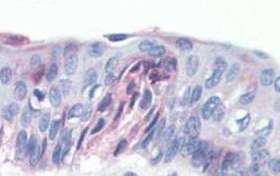 Immunohistochemistry-Paraffin: TAS1R1 Antibody [NLS1992] - Tongue, taste receptor