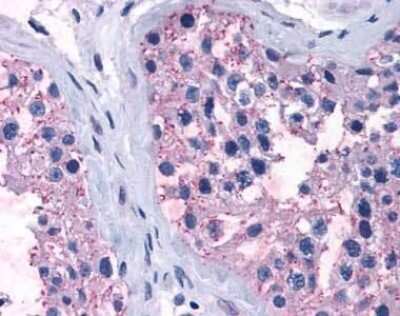 Immunohistochemistry-Paraffin: TAS1R1 Antibody [NLS1994] - IHC staining of human testis.