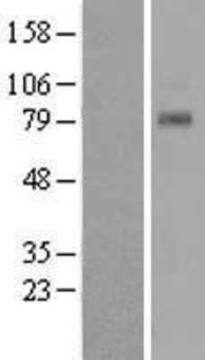 Western Blot: TAS1R1 Overexpression Lysate (Adult Normal) [NBL1-16705] Left-Empty vector transfected control cell lysate (HEK293 cell lysate); Right -Over-expression Lysate for TAS1R1.