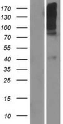 Western Blot: TAS1R1 Overexpression Lysate (Adult Normal) [NBP2-05639] Left-Empty vector transfected control cell lysate (HEK293 cell lysate); Right -Over-expression Lysate for TAS1R1.