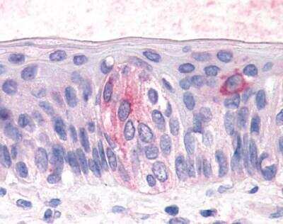 Immunohistochemistry: TAS1R3 Antibody [NLS5073] - Analysis of anti-T1R3 / TAS1R3 antibody with tongue, taste receptor cells at 19 ug/ ml.