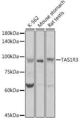 Western Blot: TAS1R3 Antibody [NBP2-93271] - Analysis of extracts of various cell lines, using TAS1R3 antibody  at 1:1000 dilution.Secondary antibody: HRP Goat Anti-Rabbit IgG (H+L)  at 1:10000 dilution.Lysates/proteins: 25ug per lane. Blocking buffer: 3% nonfat dry milk in TBST.Detection: ECL Basic Kit. Exposure time: 1s.