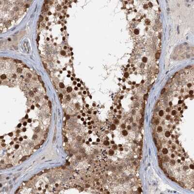Immunohistochemistry-Paraffin: TAS2R42 Antibody [NBP1-83154] - Staining of human testis shows strong nuclear positivity in cells of seminiferus ducts.