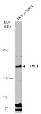 Western Blot TATA Element Modulatory Factor 1 Antibody