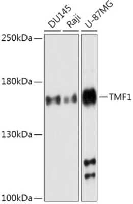 Western Blot: TATA Element Modulatory Factor 1 Antibody [NBP2-94245] - Analysis of extracts of various cell lines, using TATA Element Modulatory Factor 1 at 1:1000 dilution. Secondary antibody: HRP Goat Anti-Rabbit IgG (H+L) at 1:10000 dilution. Lysates/proteins: 25ug per lane. Blocking buffer: 3% nonfat dry milk in TBST. Detection: ECL Basic Kit . Exposure time: 180s.