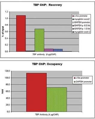 Chromatin Immunoprecipitation: TATA binding protein TBP Antibody (C.15200002) [NBP2-59208] - ChIP results obtained with the antibody against TBP. ChIP assays were performed using U2OS cells, the antibody were used per ChIP experiment. QPCR was performed with primers for the promoter of the c-fos and GAPDH genes, a region 0.5 and 1 kb upstream of the GAPDH promoter, respectively, and for exon 2 of the myoglobin gene as a negative control. Figure shows the recovery (the relative amount of immunoprecipitated DNA compared to input DNA) and the occupancy (ratio +/- control target). These results demonstrate the occupancy of both promoters by TBP.