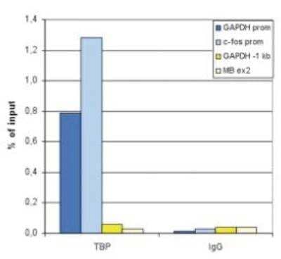 Chromatin Immunoprecipitation: TATA binding protein TBP Antibody (C.15200002) [NBP2-59208] - ChIP was performed with 5 ug antibody on sheared chromatin from 1 million HeLaS3 cells using a Histone ChIP-seq kit.