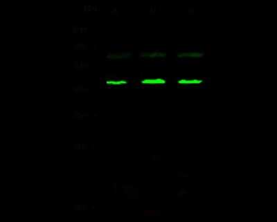 Western Blot: TATA binding protein TBP Antibody [NBP2-98905] - Anti-TATA binding protein TBP rabbit polyclonal antibody at 1:500 dilution. Lane A: HepG2 whole cell lysate Lane B: Jurkat whole cell lysate Lane C: K562 whole cell lysate Lysates/proteins at 30 ug per lane. Secondary Goat Anti-Rabbit IgG H&L (Dylight 800) at 1/10000 dilution. Developed using the Odyssey technique. Performed under reducing conditions. Predicted band size: 38 kDa. Observed band size: 43 kDa