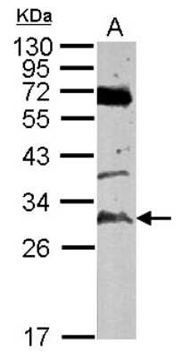 Western Blot: TATDN3 Antibody [NBP2-20573] - Sample (50 ug of whole cell lysate) A: mouse testis, 12% SDS PAGE gel, diluted at 1:500.