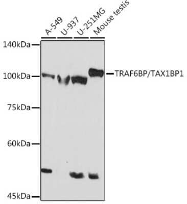 Western Blot: TAX1BP1 Antibody (7Y9W3) [NBP3-15794] - Analysis of extracts of various cell lines, using TAX1BP1 Rabbit mAb (NBP3-15794) at 1:1000 dilution. Secondary antibody: HRP Goat Anti-Rabbit IgG (H+L) at 1:10000 dilution. Lysates/proteins: 25ug per lane. Blocking buffer: 3% nonfat dry milk in TBST. Detection: ECL Basic Kit. Exposure time: 90s.