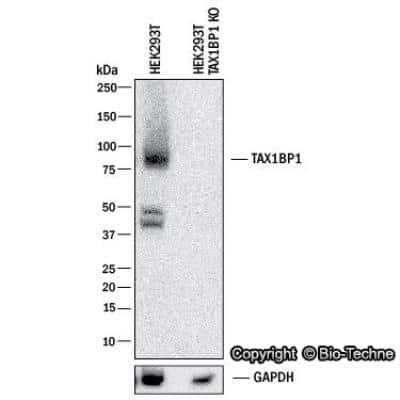 Knockdown Validated TAX1BP1 Antibody