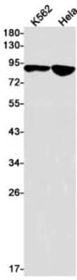 Western Blot TAX1BP1 Antibody (S07-6F6)