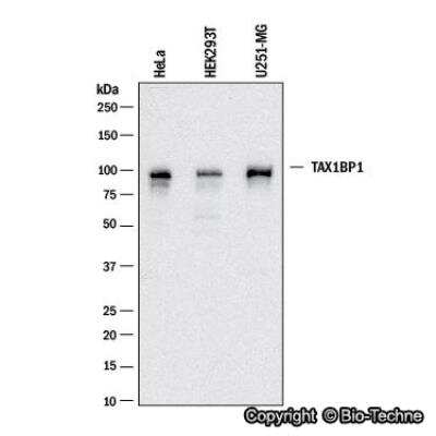 Western Blot: TAX1BP1 Antibody [NBP1-86662] - Western blot shows lysates of HeLa, HEK293T and U251-MG cell lines. PVDF membrane was probed with 0.1 ug/ml of Rabbit Anti-Human TAX1BP1 Polyclonal Antibody (Catalog # NBP1-86662) followed by HRP-conjugated Anti-Rabbit IgG Secondary Antibody (Catalog #HAF008). Specific band was detected for TAX1BP1 at approximately 90 kDa (as indicated). This experiment was conducted under reducing conditions.