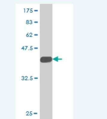 Western Blot: TAX1BP3 Antibody (1H5) [H00030851-M02] -  Detection against Immunogen (39.38 KDa) .a