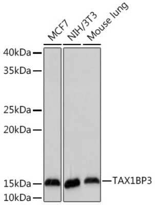 Western Blot: TAX1BP3 Antibody (9T0I1) [NBP3-15919] - Western blot analysis of extracts of various cell lines, using TAX1BP3 Rabbit mAb (NBP3-15919) at 1:1000 dilution. Secondary antibody: HRP Goat Anti-Rabbit IgG (H+L) at 1:10000 dilution. Lysates/proteins: 25ug per lane. Blocking buffer: 3% nonfat dry milk in TBST. Detection: ECL Basic Kit. Exposure time: 180s.