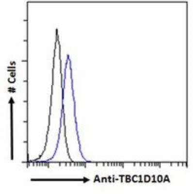 Flow Cytometry: TBC1D10A Antibody [NBP2-61998] - Paraformaldehyde fixed HEK293 cells (blue line), permeabilized with 0.5% Triton. Primary incubation 1hr (10 ug/ml) followed by Alexa Fluor 488 secondary antibody (1 ug/ml). IgG control: Unimmunized goat IgG (black line) followed by Alexa Fluor 488 secondary antibody.