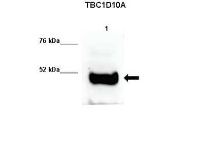 Western Blot: TBC1D10A Antibody [NBP1-79842] - Human sperm extract.