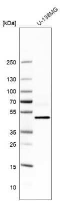 Western Blot: TBC1D10A Antibody [NBP1-89294] - Analysis in human cell line U-138MG.